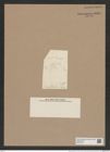 Stephanopyxis hyalina Grun. (de-Toni-Nr.: Genus 187, Species 4661/4) Zeichnungen Sammlung Grunow Nr. 8307 (NHMW-BOT-W0377706)